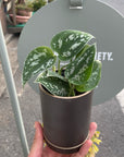 Satin Pothos スキンダプサス アルギラウス
