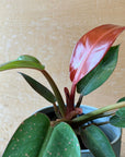 Philodendron "Sun Red" フィロデンドロン サンレッド Size 3