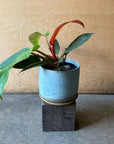 Philodendron "Sun Red" フィロデンドロン サンレッド Size 3