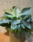 Philodendron 'Birkin' フィロデンドロン バーキン