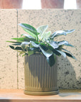 Philodendron 'Birkin' フィロデンドロン バーキン