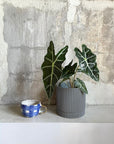 Alocasia 'Amazonica Polly' アロカシア アマゾニカ ポリー Size 3