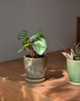 Mio Planter ミオプランター