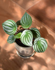 Mio Planter ミオプランター
