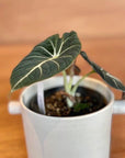 Alocasia 'Black Velvet' アロカシア ブラックベルベット Size 3