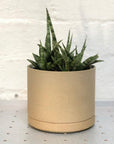 Hasami medium natural with plant