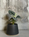 Alocasia 'Silver Dragon' アロカシア シルバードラゴン Size 3
