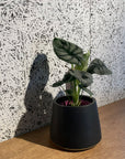 Alocasia 'Silver Dragon' アロカシア シルバードラゴン Size 3