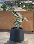 Alocasia 'Silver Dragon' アロカシア シルバードラゴン Size 3