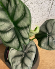 Alocasia 'Silver Dragon' アロカシア シルバードラゴン Size 3