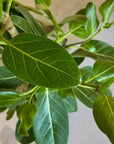 Ficus Audrey (Ficus benghalensis) フィカス ベンガレンシス