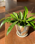 Hoya pubicalyx "SilverPink" ホヤ シルバーピンク Size 3
