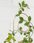 Mini Loop Plant Stake by Ivy Muse ループプラントステーク ミニ
