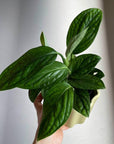Monstera Shuttlecock モンステラ・ジェイド・シャトルコック