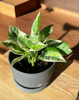 Pothos Enjoy ポトス エンジョイ Size 3
