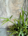 Rhipsalis Ewaldiana リプサリス エワルディアナ