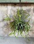 Rhipsalis Ewaldiana リプサリス エワルディアナ