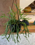 Rhipsalis Ewaldiana リプサリス エワルディアナ