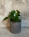 Simple Planter U(インナーポット付き)