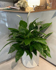Spathiphyllum Merry スパティフィラム・メリー