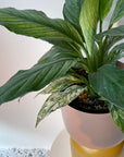 Spathiphyllum Variegata スパティフィラム センセーション バリエガータ Size 4