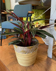 Calathea Stromanthe Triostar カラテア ストロマンテ トリオスター