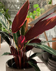 Calathea Stromanthe Triostar カラテア ストロマンテ トリオスター