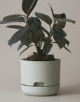 250mm Self Watering Planter by Mr Kitly ミスターキトリー プランター