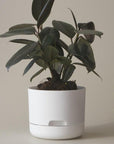 250mm Self Watering Planter by Mr Kitly ミスターキトリー プランター