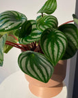 Watermelon Peperomia ウォーターメロンペペロミア(スイカ ペペ)