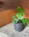 Speckle Planter with saucer スペックルプランター ソーサー付