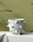 Spike Planter by Buzzby & Fang スパイクプランター