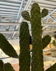 Consolea rubescens ウチワサボテン(スミエボシ)