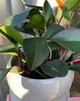 Peperomia Akaaofuchi ペペロミア アオアカフチ