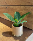 Ficus Audrey (Ficus benghalensis) フィカス ベンガレンシス