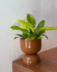 Philodendron 'Imperial Gold' フィロデンドロン インペリアルゴールド Size 5