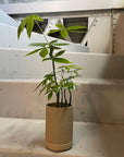 Planter in Natural by Hasami Porcelain プランター ナチュラル ハサミポーセリン