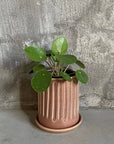 Pilea Peperomioides/Chinese Money Plant ピレア・ペペロミオイデス