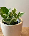 Pothos Enjoy ポトス エンジョイ Size 3