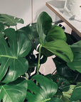 Fruit Salad Plant (Monstera deliciosa) モンステラ デリシオーサ