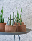 Amalfi Terracotta Planter アマルフィ テラコッタプランター