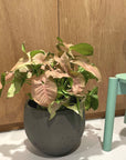 Syngonium podophyllum ・Neon シンゴニウム ・ ネオン