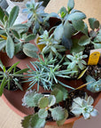Mini Succulent Assorted 多肉植物ベイビー アソート