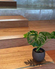 Round Planter ラウンドプランター