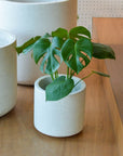 Fruit Salad Plant (Monstera deliciosa) モンステラ デリシオーサ