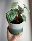 Watermelon Peperomia ウォーターメロンペペロミア(スイカ ペペ)