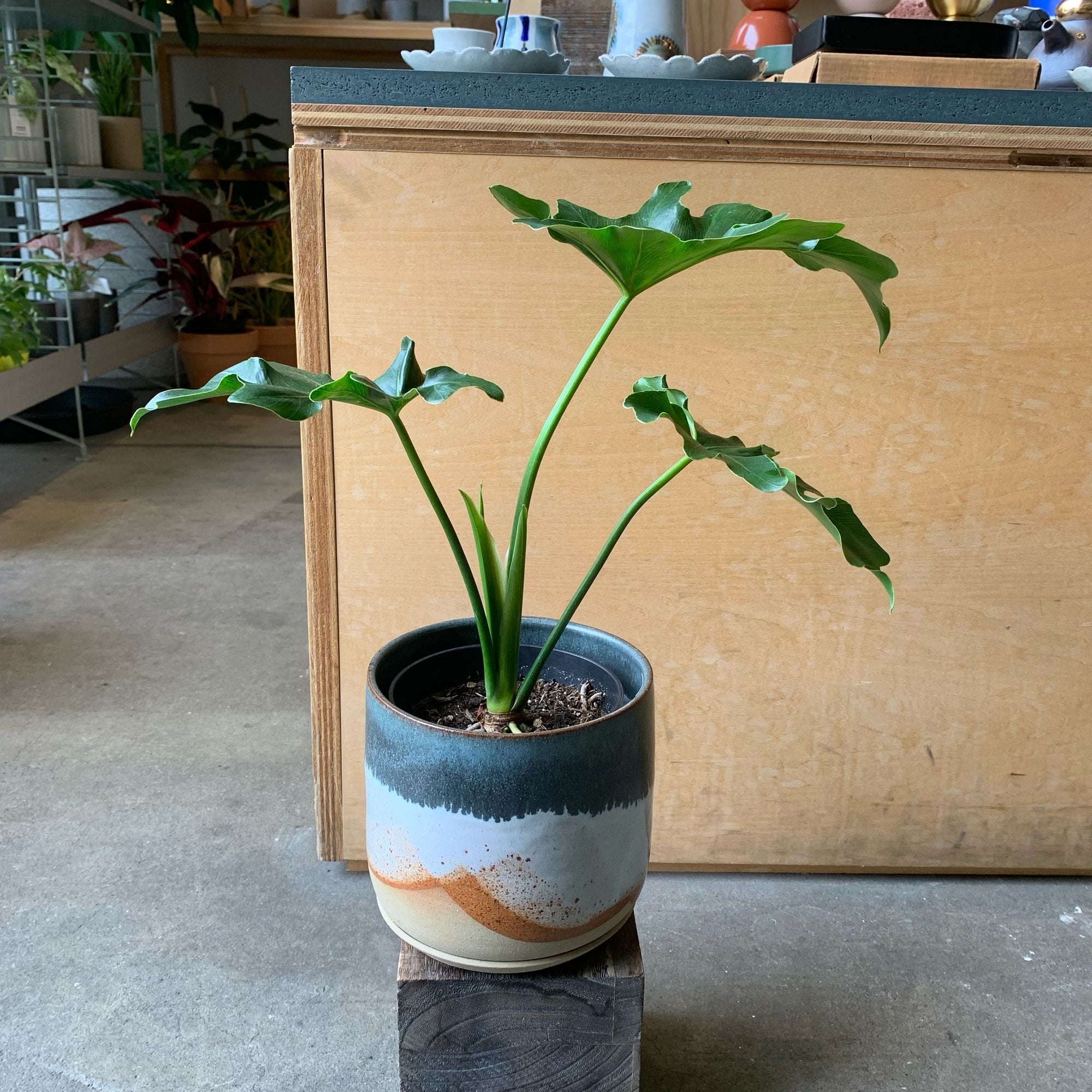 Philodendron 'Selloum' フィロデンドロン セローム