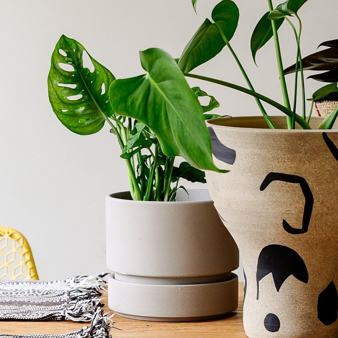 Cora Planter  by The Plant Society コラプランター