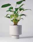 Light Grey Collectors Gro Pot by Angus & Celeste　コレクターズグロウポット ライトグレー
