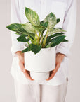 White Collectors Gro Pot  by Angus & Celeste コレクターズグロウポット ホワイト